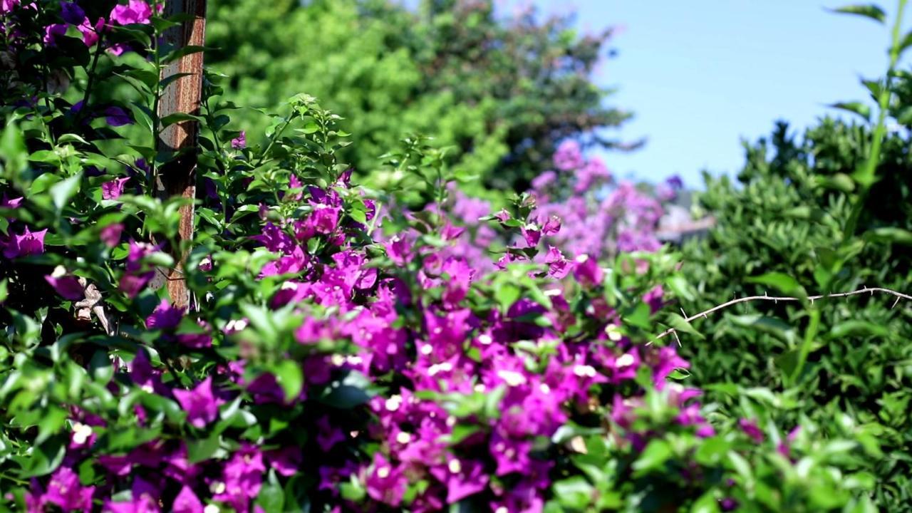 Flora Pansiyon Cirali Διαμέρισμα Κεμέρ Εξωτερικό φωτογραφία