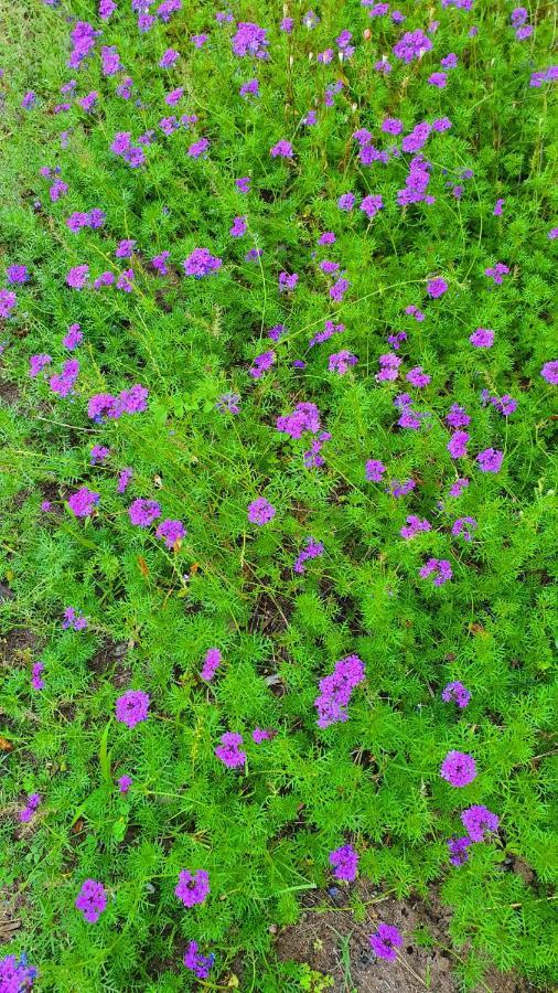Flora Pansiyon Cirali Διαμέρισμα Κεμέρ Εξωτερικό φωτογραφία
