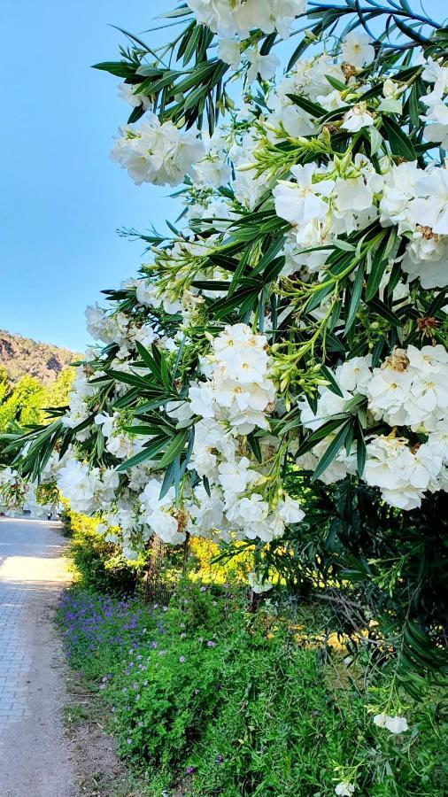 Flora Pansiyon Cirali Διαμέρισμα Κεμέρ Εξωτερικό φωτογραφία