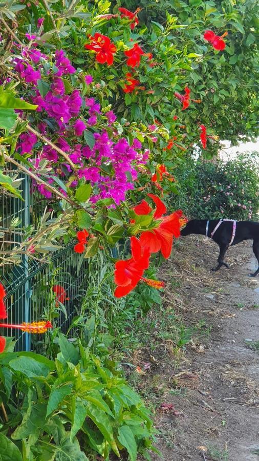 Flora Pansiyon Cirali Διαμέρισμα Κεμέρ Εξωτερικό φωτογραφία